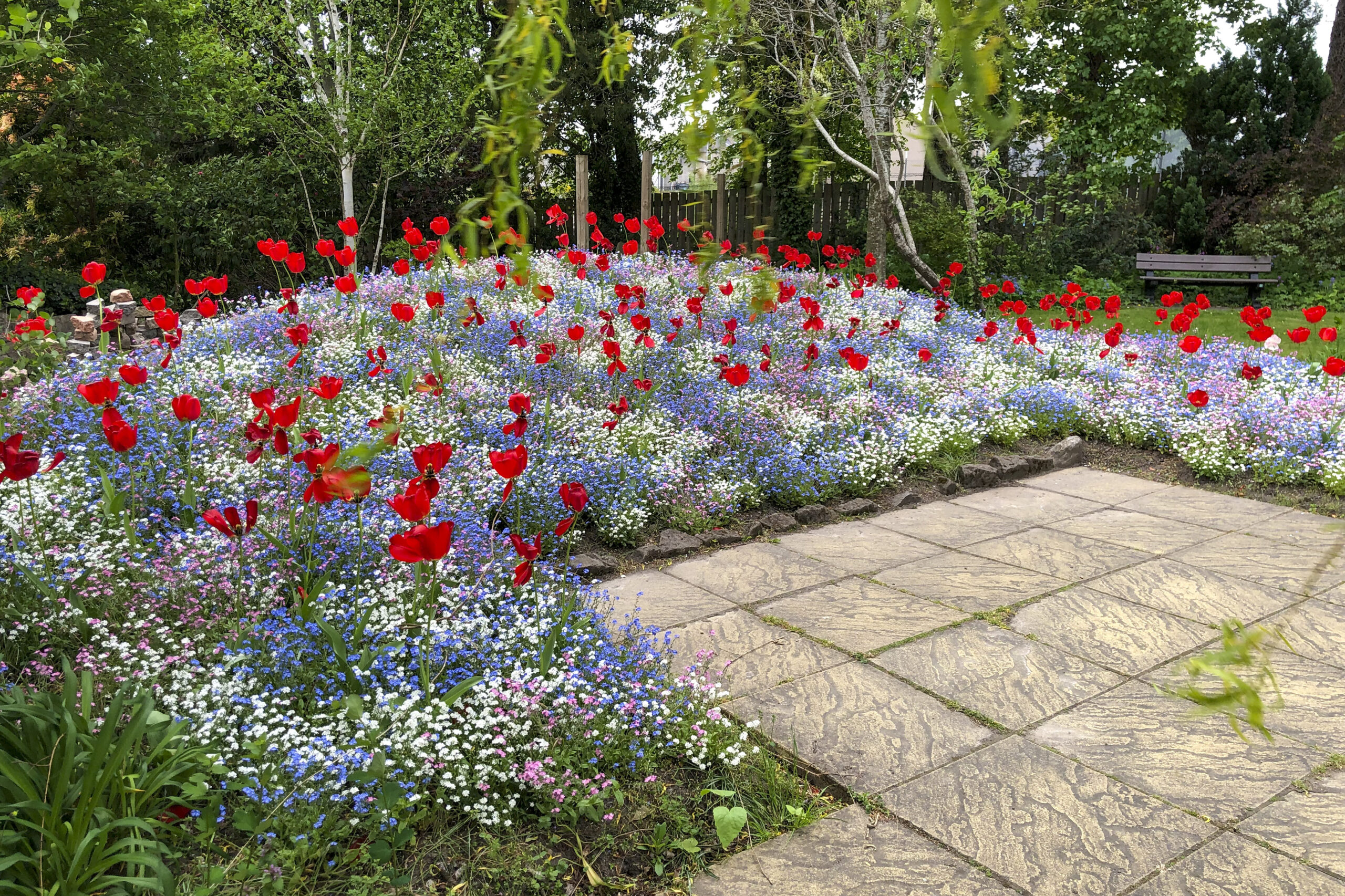 Red flowers
